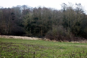 Photograph of open space bordered by trees | Joe-Elliot Purtell