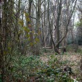 Forest noise, Highwoods Country Park, 2016