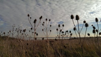 Looking out towards Mucking Flats through some thistles | Stuart Bowditch