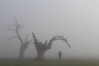 A foggy December morning at the Mundon Oaks | Damien Robinson