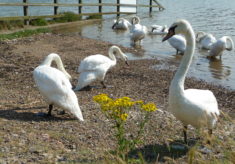 Silent swans, River Crouch, South Woodham Ferrers, 2016