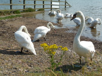 Swans on the River Crouch, South Woodham Ferrers | Stuart Bowditch