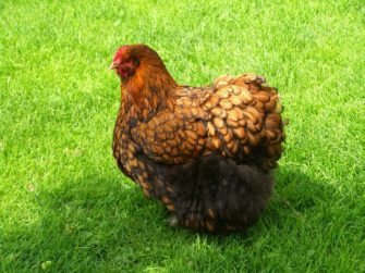 Photograph of brown hen on grass | Tappancs