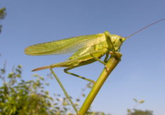 Great Green Bush-crickets, Jaywick, 2016